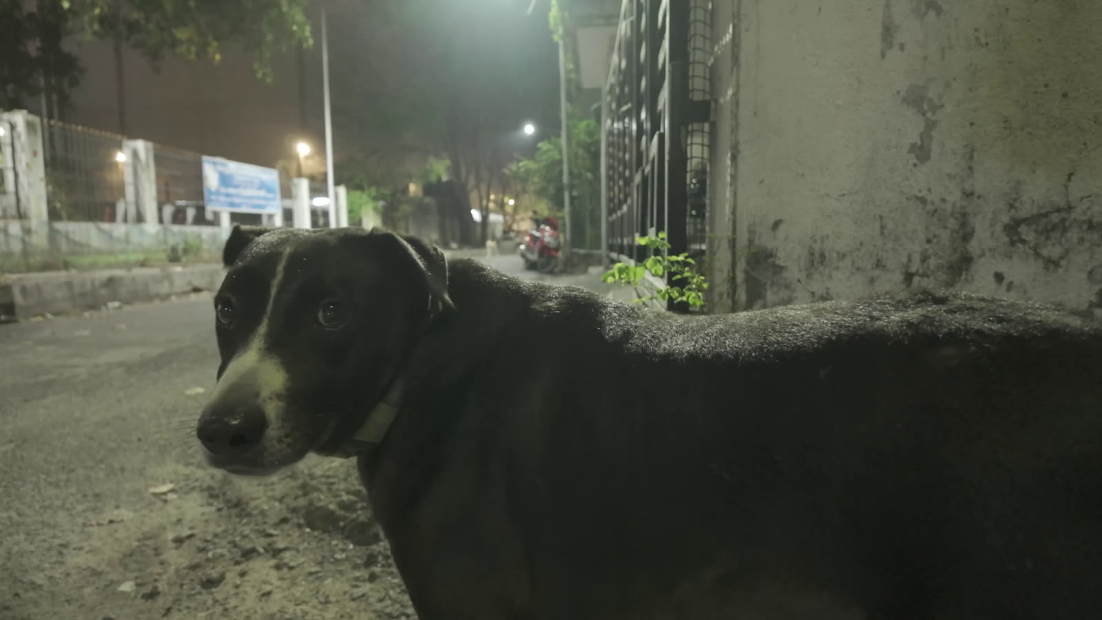 Mr. Black, a street dog, at night