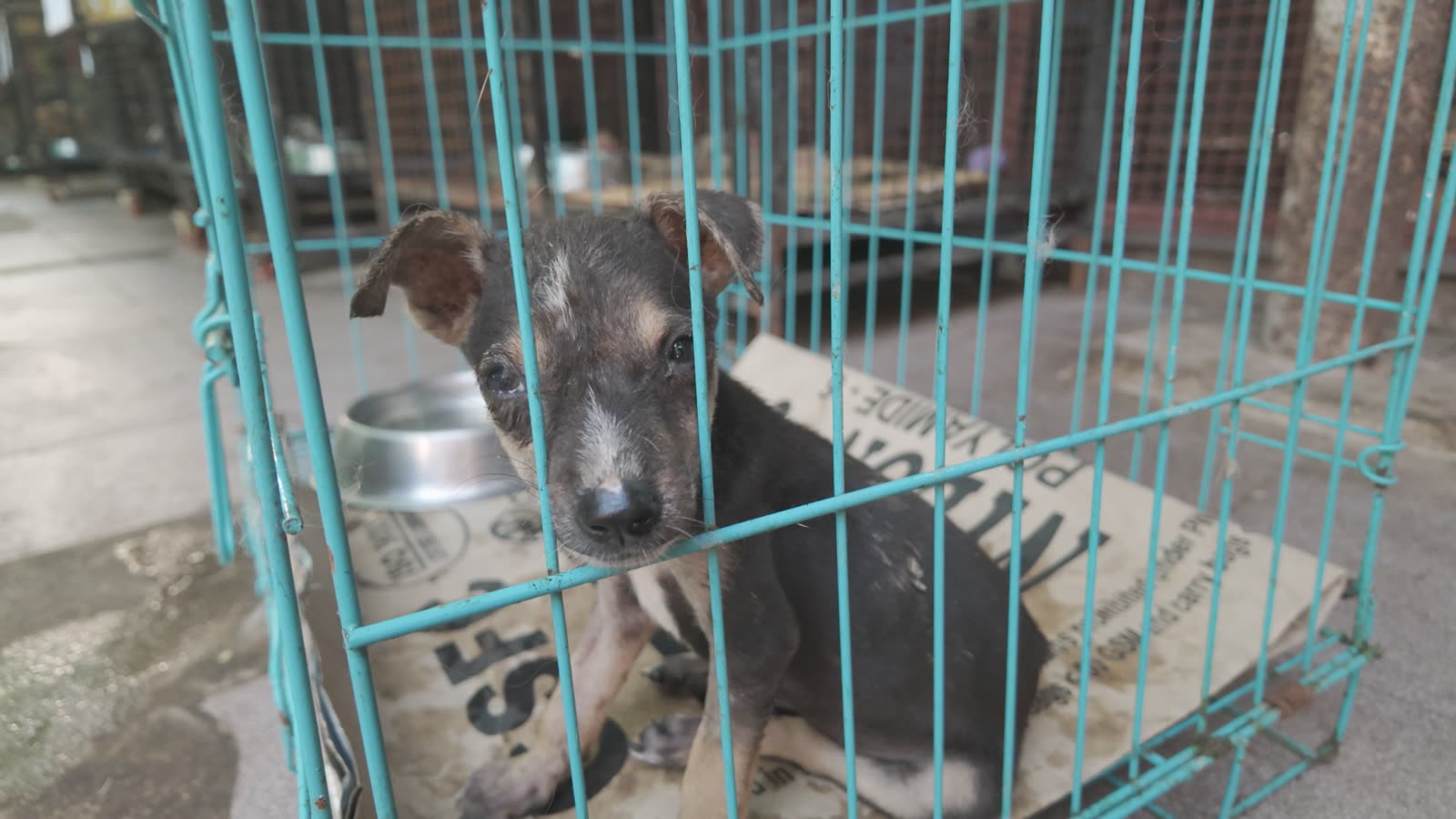 A rescued dog behind blue cage bars