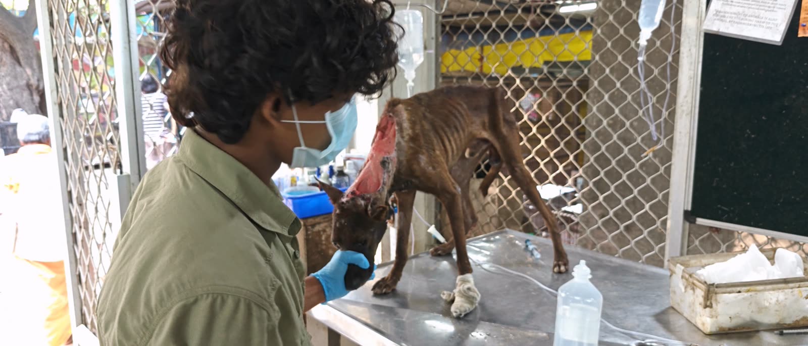 A vet tends to a dog after a rescue