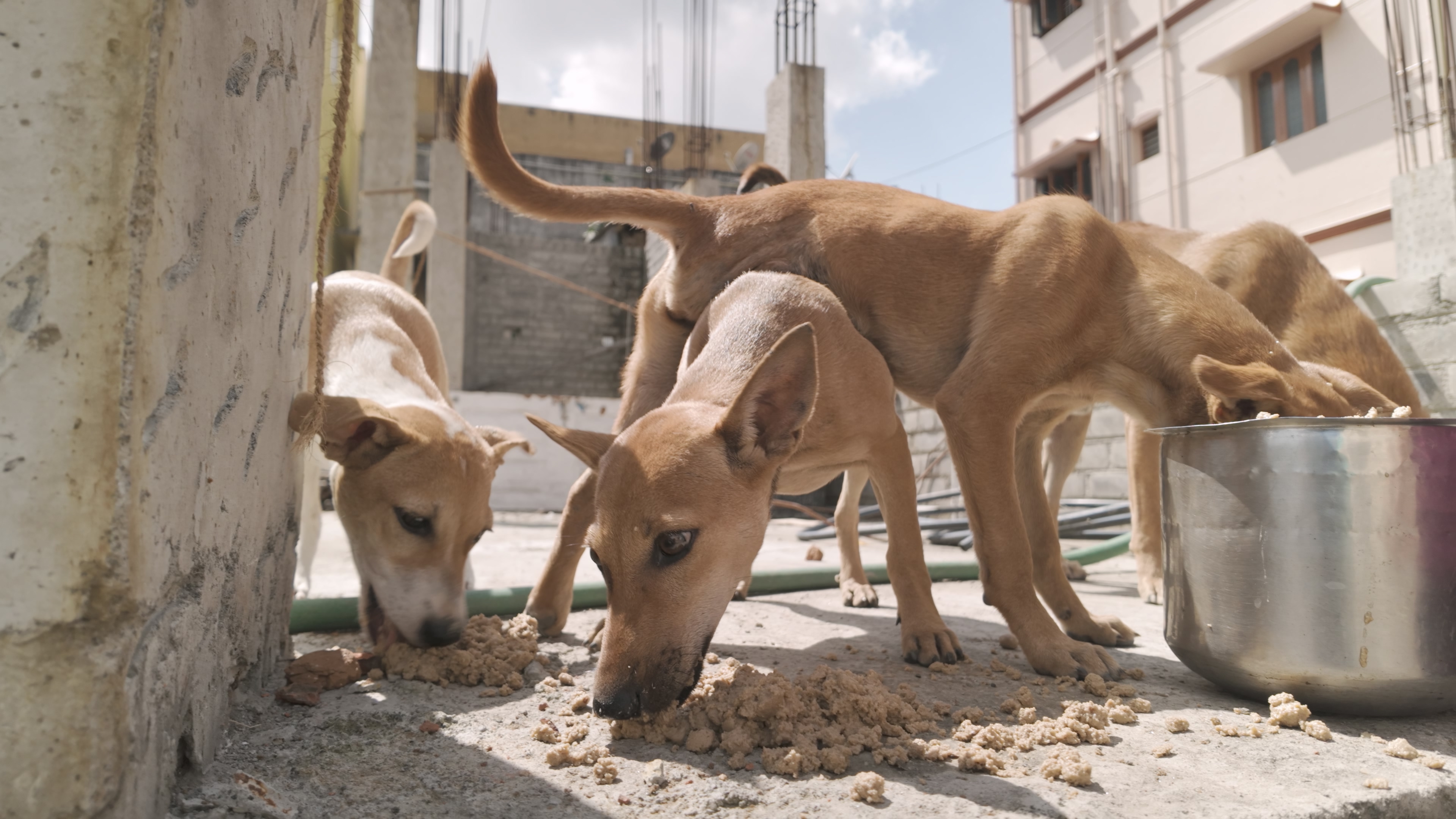 Street dogs, small on the street